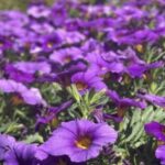 Profile picture of Bawi Hniang