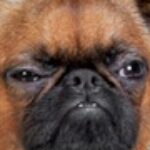 Profile picture of Mai Tian