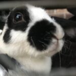Profile picture of tha bor