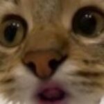 Profile picture of willliam k