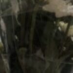 Profile picture of Victor Lian