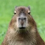 Profile picture of Author Els