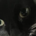 Profile picture of Bawey Bawey